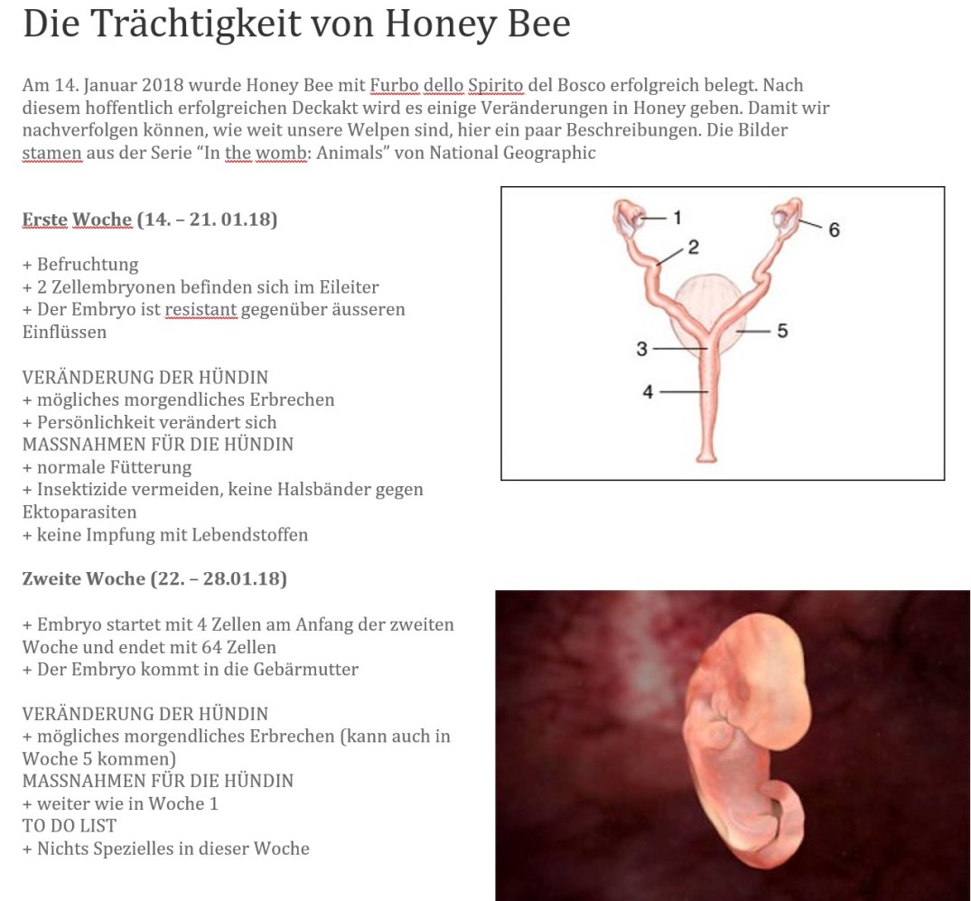 1. Woche Traechtigkeit