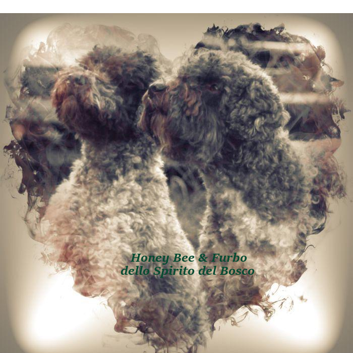 Honey&amp;Furbo