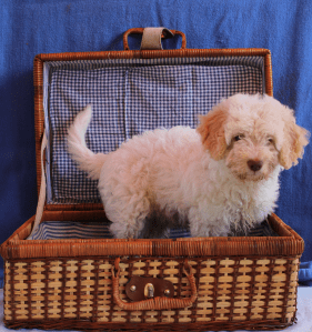 Perla dello Spirito del Bosco