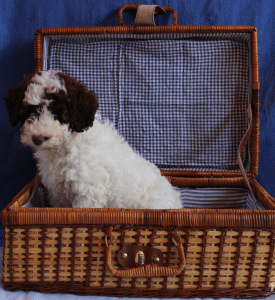 Piccola Stella dello Spirito del Bosco