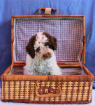 Principessa dei tartufai dello Spirito del Bosco