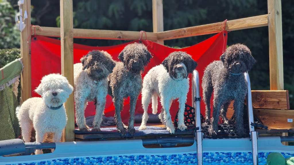 Rhea, Honey, Zucca, Kalia und Aysha